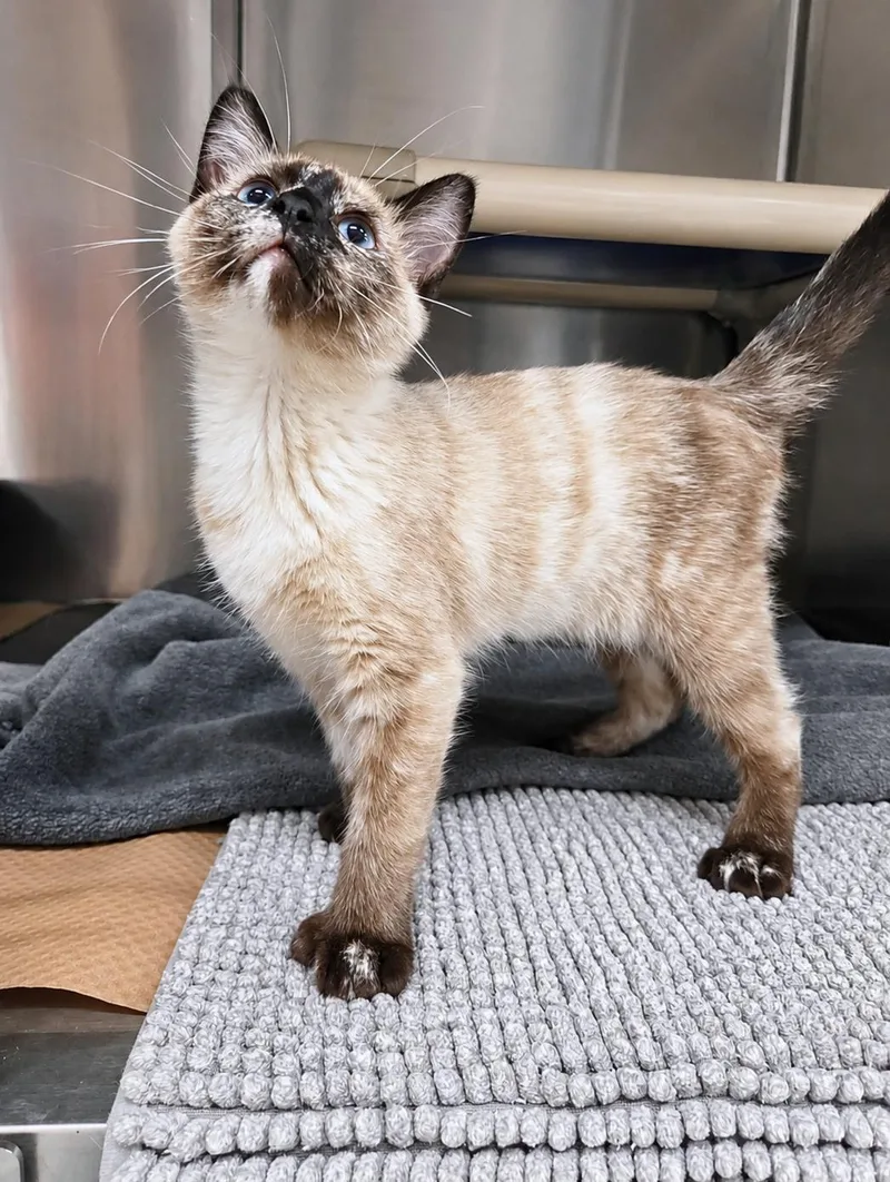 A baby medium-sized female Cream / Ivory Extra-Toes Cat / Hemingway Polydactyl cat named Home Depot for adoption in Nevada, IA