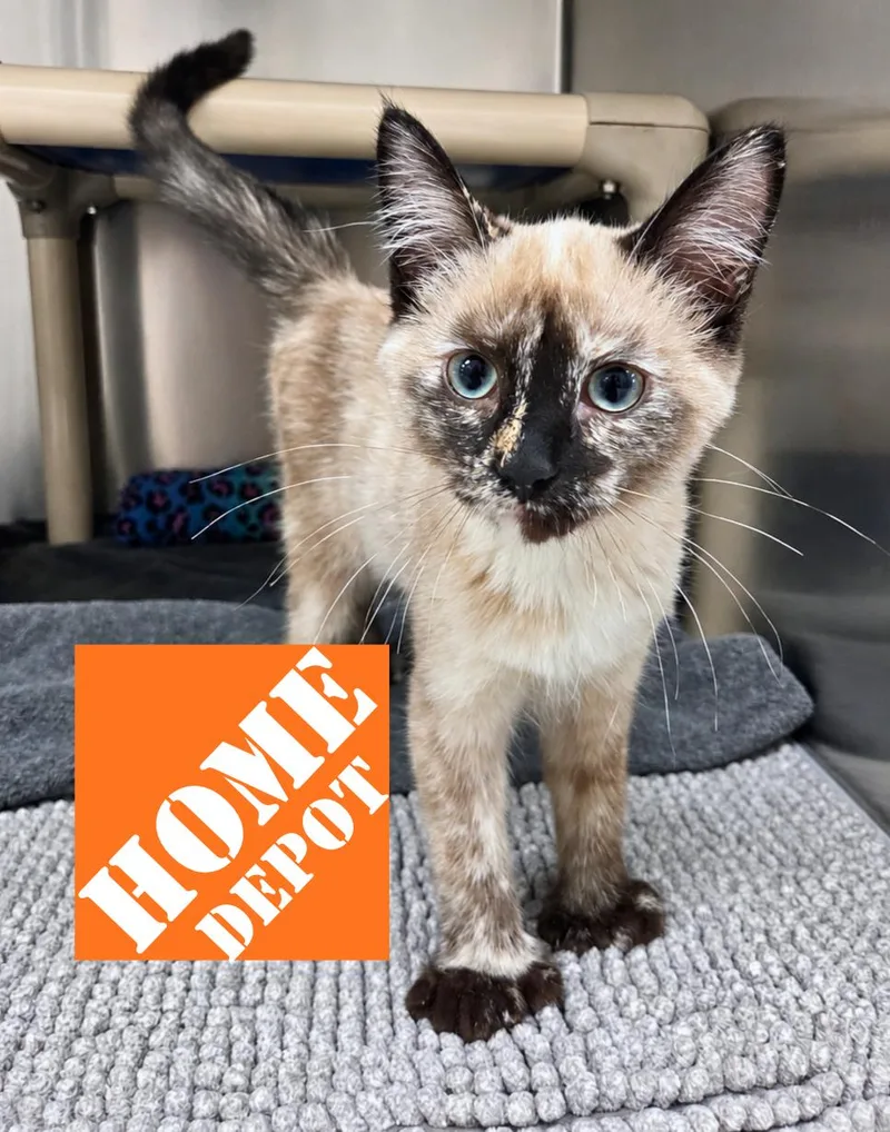 Home Depot thumbnail 2