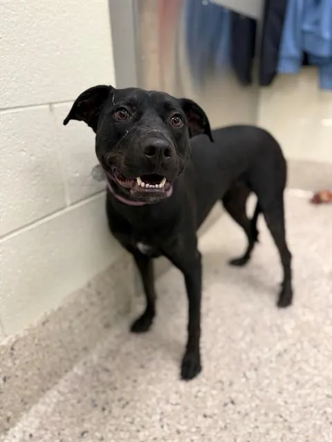 An adult medium-sized female Affenpinscher dog named Luca for adoption in Brighton, CO