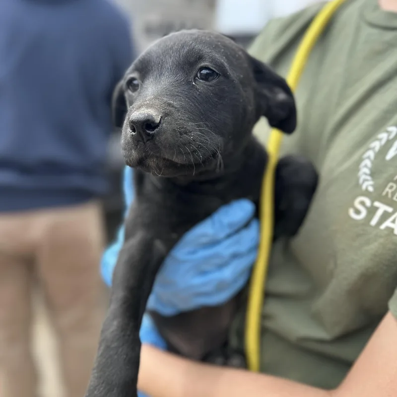 Electrician thumbnail 3