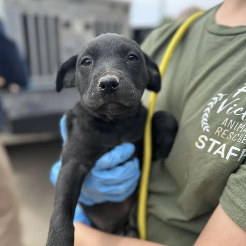 Electrician thumbnail 4