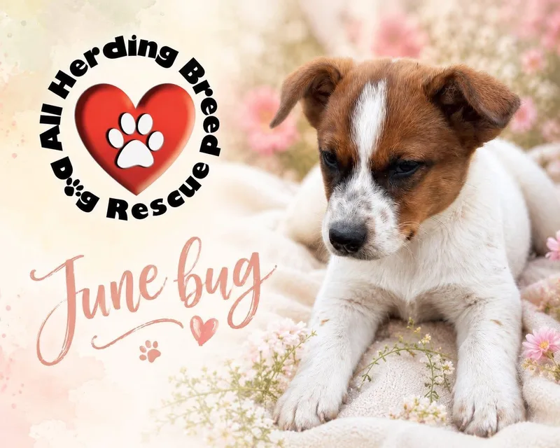 June Bug