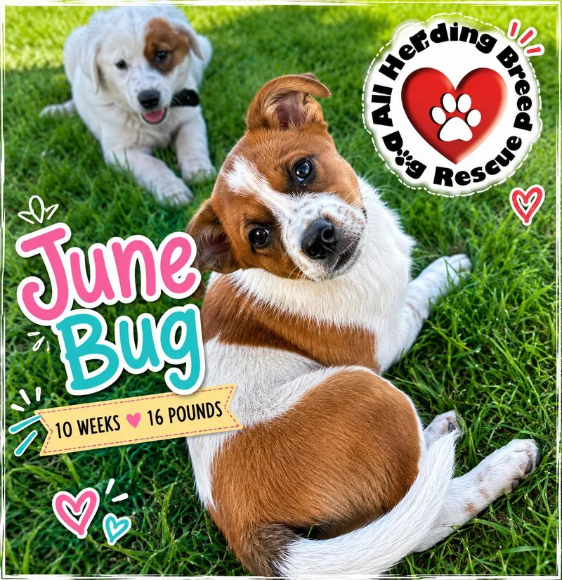 June Bug thumbnail 2