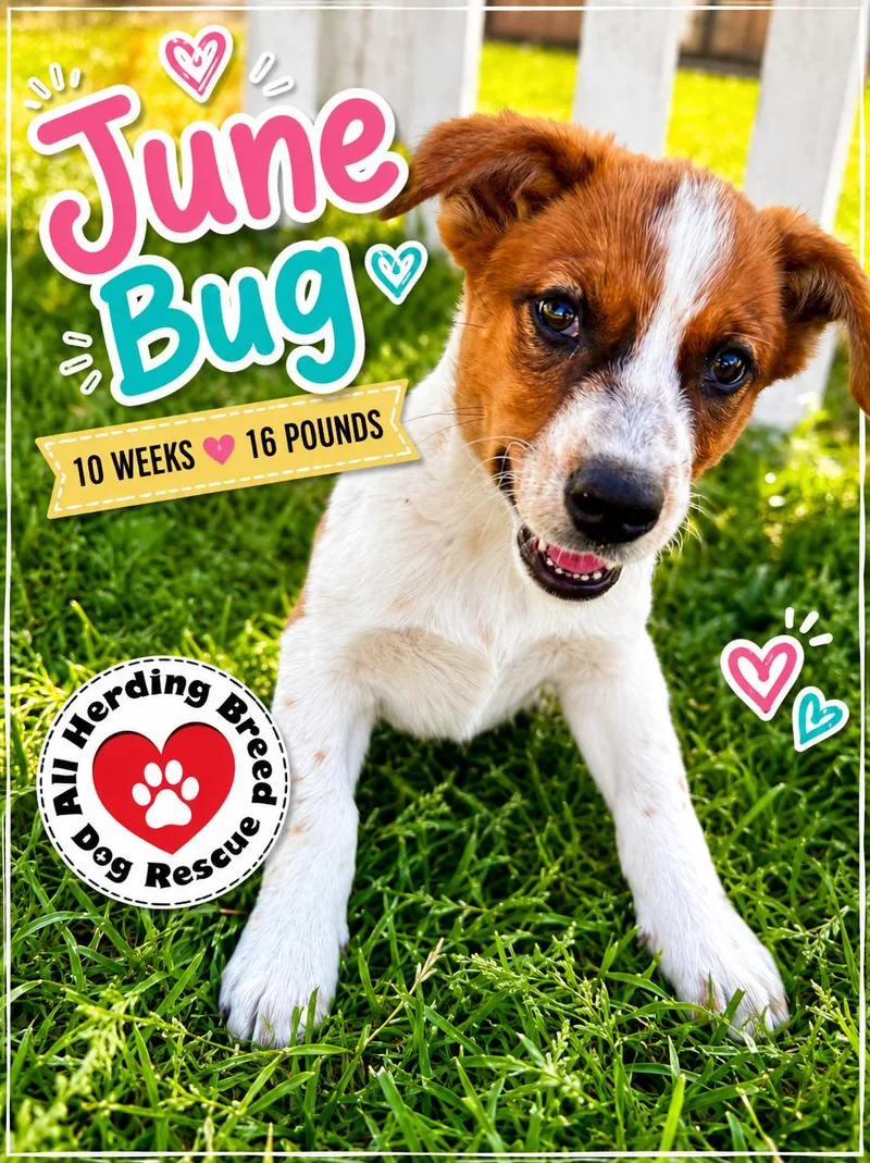 June Bug thumbnail 3