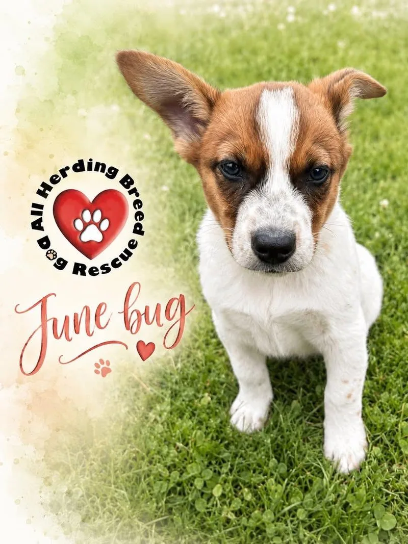 June Bug thumbnail 4
