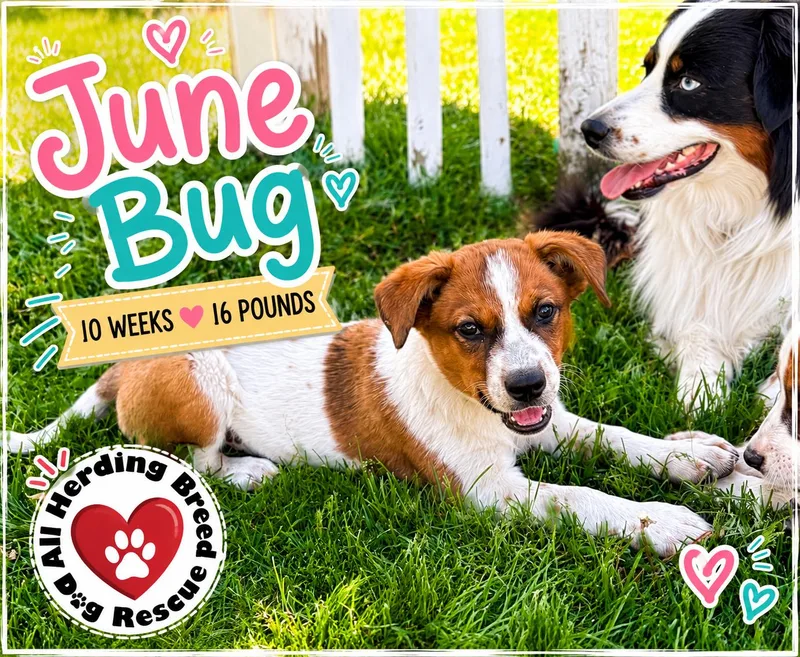 June Bug thumbnail 5