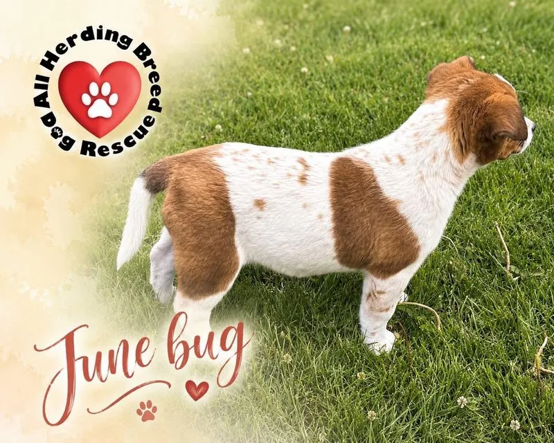 June Bug thumbnail 6