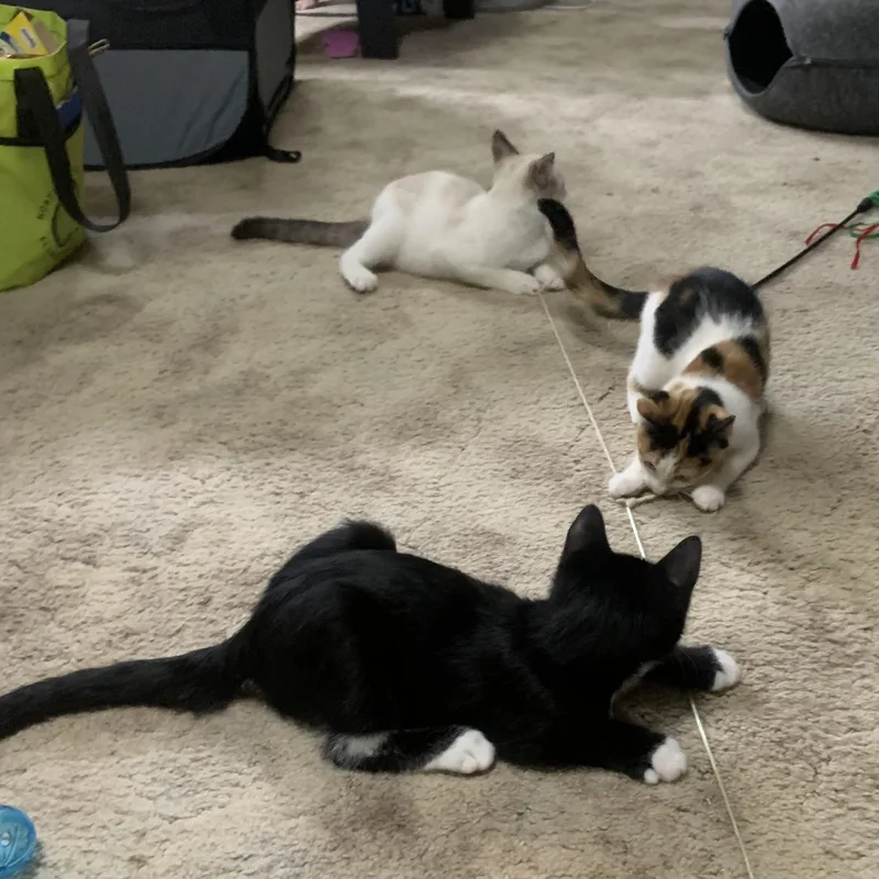 A baby medium-sized male Black & White / Tuxedo Domestic Medium Hair cat named Boots for adoption in Alexandria, LA