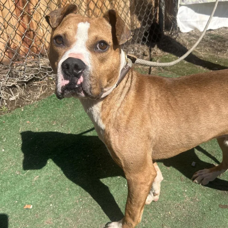 Leonardo Dicaprio thumbnail 2