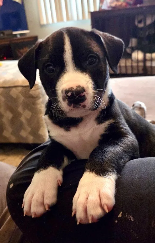 A baby large-sized male Tricolor (Brown, Black, & White) Labrador Retriever dog named Prince for adoption in Greenlawn, NY