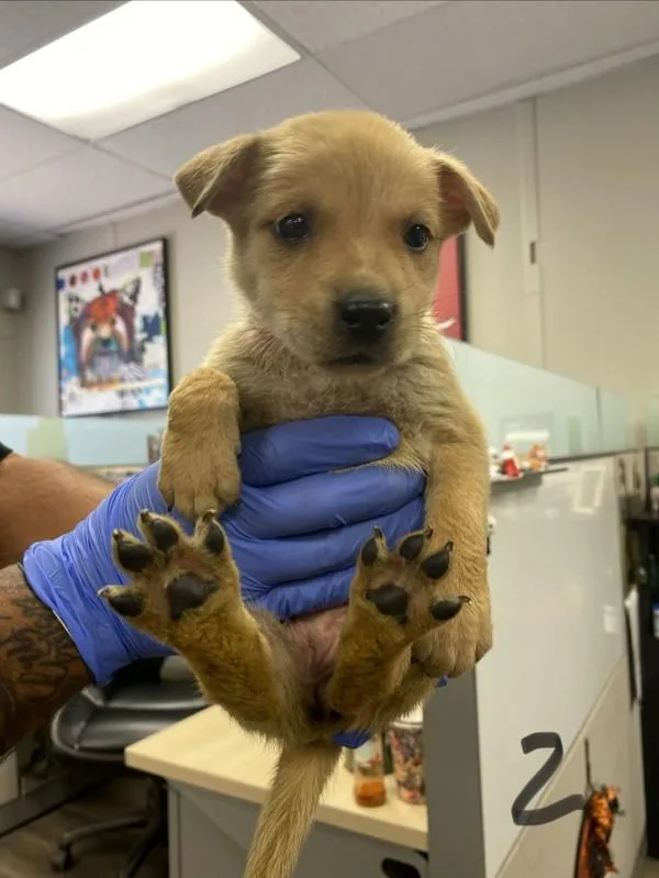 A baby medium-sized female Shepherd dog named Eleanor for adoption in Victorville, CA