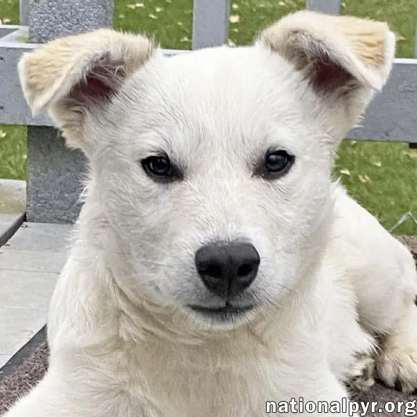 A baby large-sized male White / Cream Great Pyrenees dog named Hector In Oh for adoption in Beacon, NY