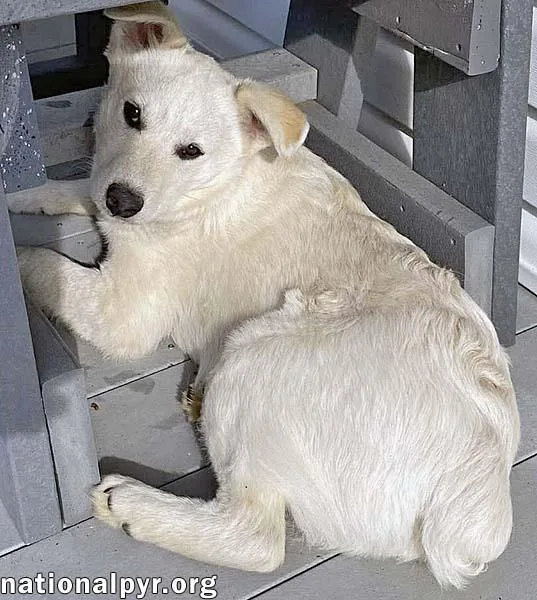 Hector In Oh  thumbnail 3