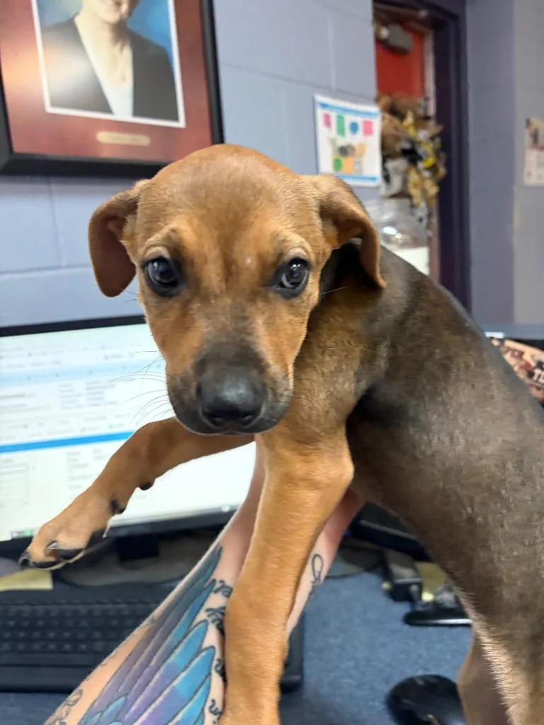 A baby small-sized female Mixed Breed dog named Gucci for adoption in Brownwood, TX