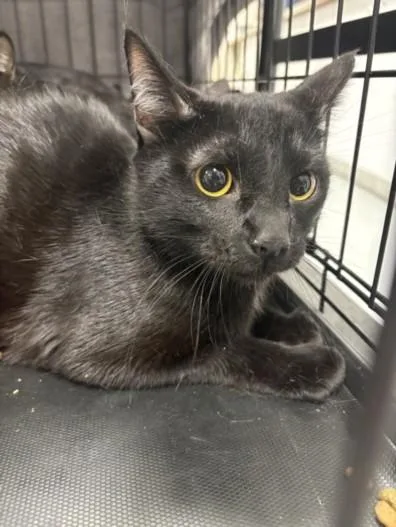 A young small-sized female Domestic Short Hair cat named Inky for adoption in Chatsworth, CA