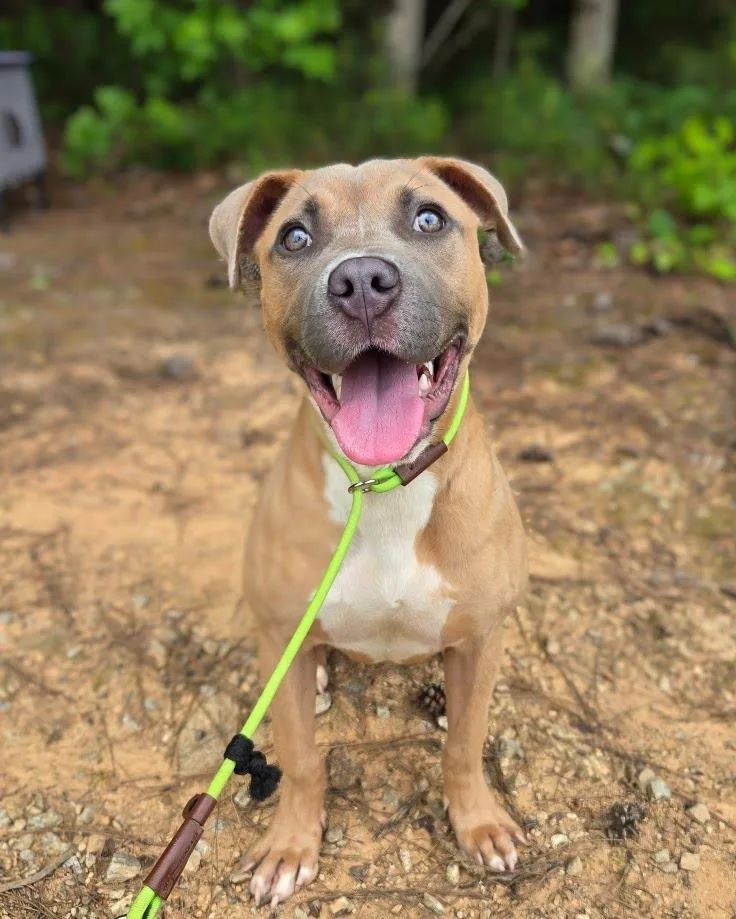 A baby medium-sized female Mixed Breed dog named Freya for adoption in Douglasville, GA