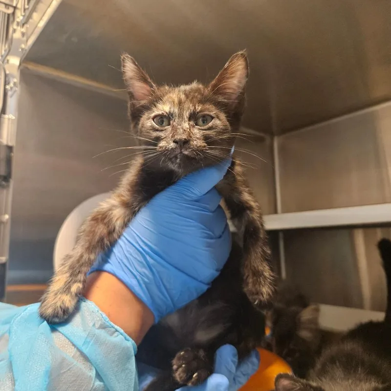 A baby small-sized female Domestic Short Hair cat named Cleo Lion for adoption in Los Angeles, CA