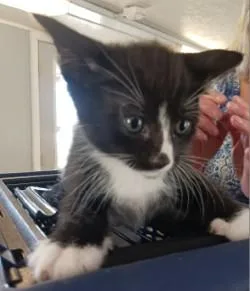 A baby medium-sized male Domestic Short Hair cat named Domino for adoption in West Memphis, AR