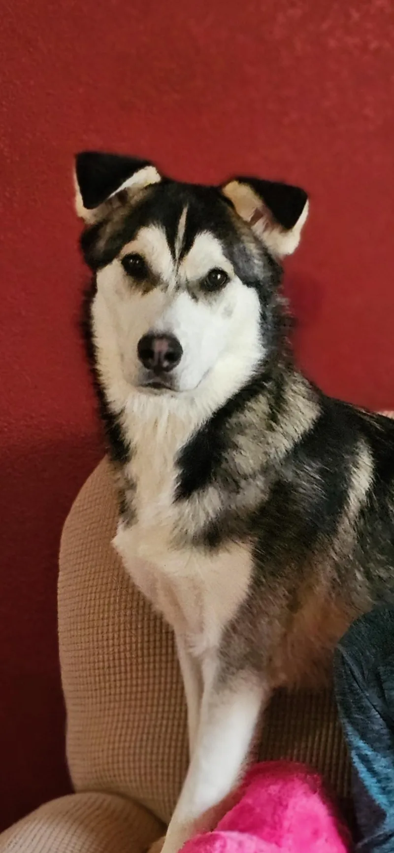 An adult medium-sized male Siberian Husky dog named B.b for adoption in Bar Nunn, WY