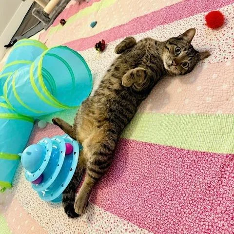 A young large-sized male Brown / Chocolate Domestic Short Hair cat named Benny for adoption in Mooresville, NC
