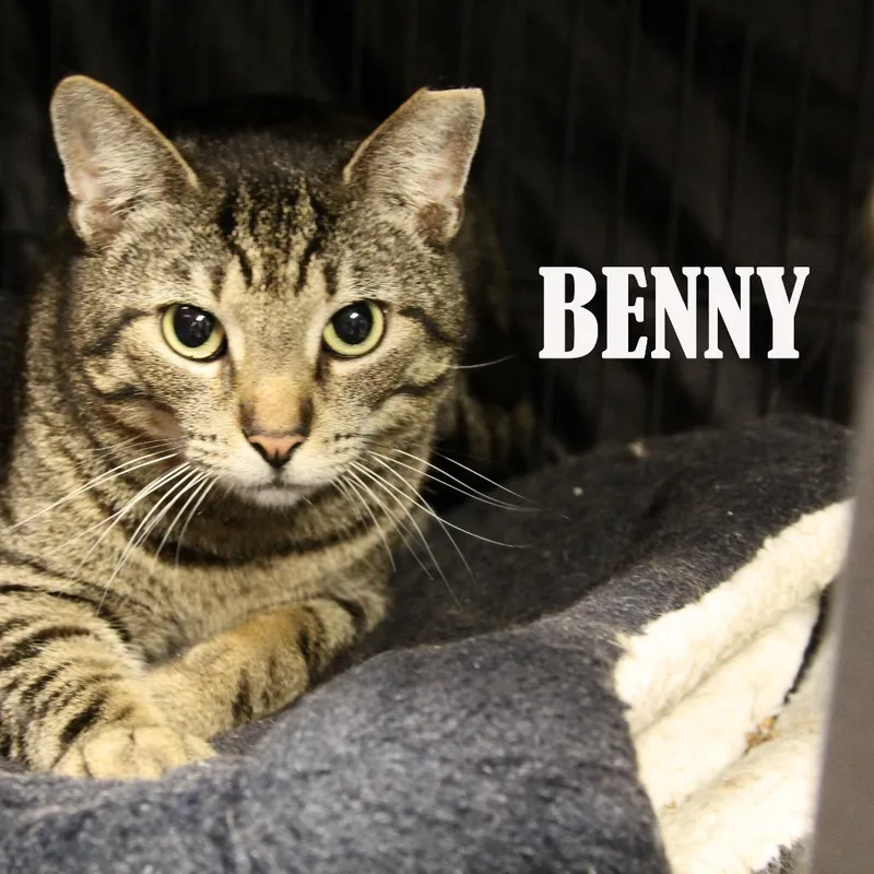 Benny thumbnail 3
