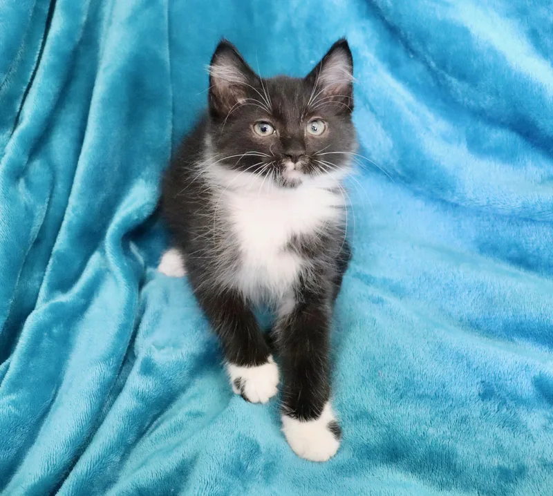A baby medium-sized male Black & White / Tuxedo Maine Coon cat named Peter for adoption in Saint Augustine, FL