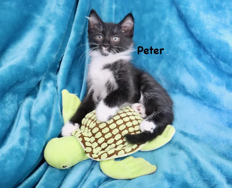 Peter thumbnail 5