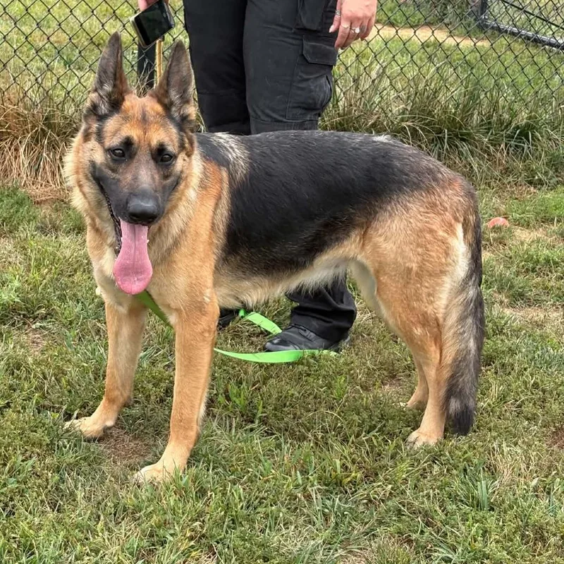 An adult large-sized female German Shepherd Dog dog named Molly for adoption in Washington Township, OH