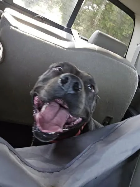 Diesel thumbnail 2