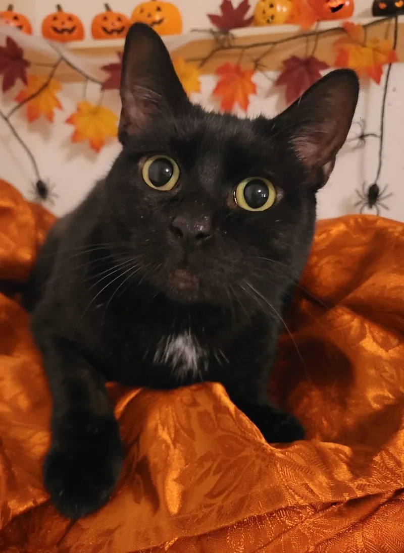 Nova