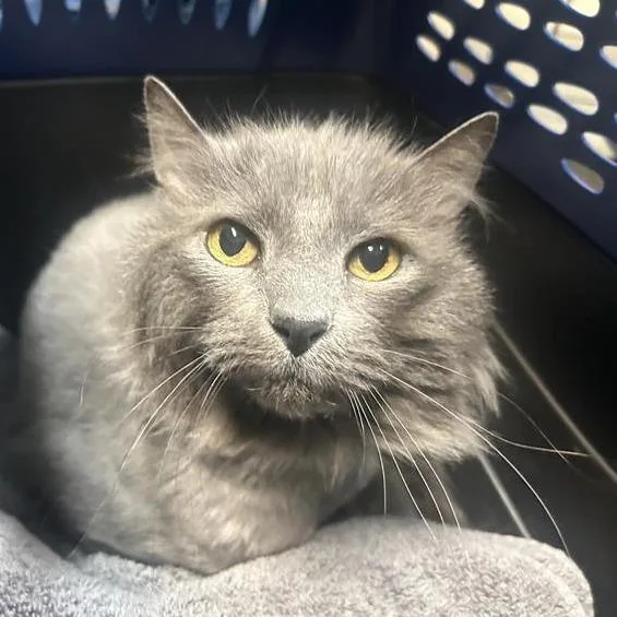 A senior medium-sized female Gray / Blue / Silver Domestic Medium Hair cat named Watermelon for adoption in Tacoma, WA