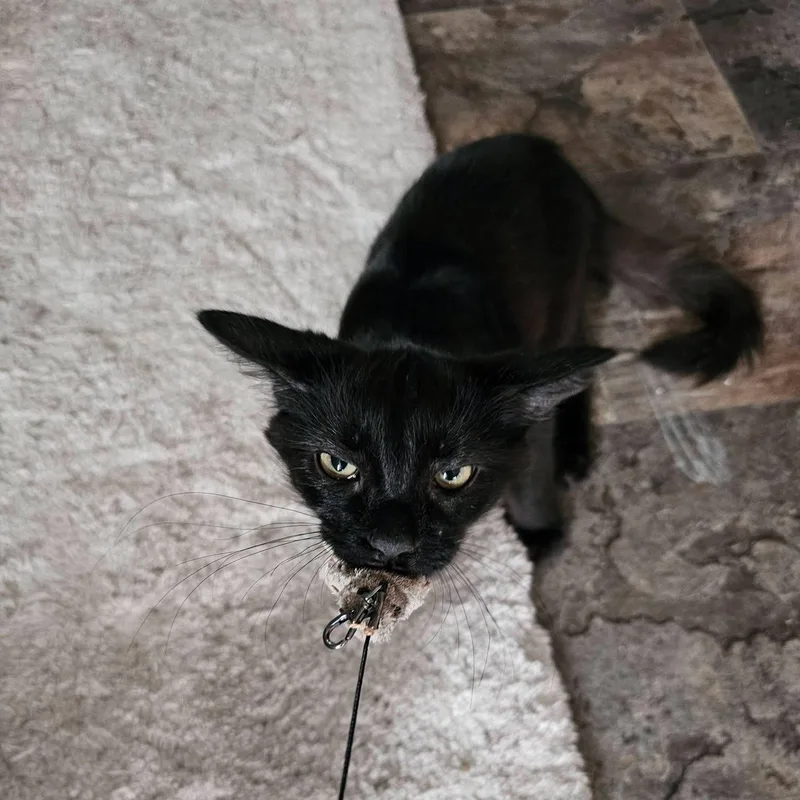 A baby medium-sized male Black Domestic Short Hair cat named Ares for adoption in Freeland, MI
