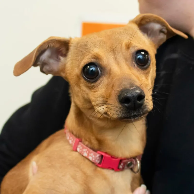 An adult small-sized female Brown / Chocolate Chihuahua dog named Fawn for adoption in Middletown, RI