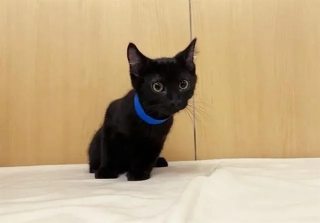 A baby small-sized male Domestic Short Hair cat named Starfish for adoption in Saint Louis, MO