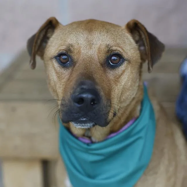 An adult small-sized male Australian Cattle Dog / Blue Heeler dog named Elliot for adoption in San Antonio, TX