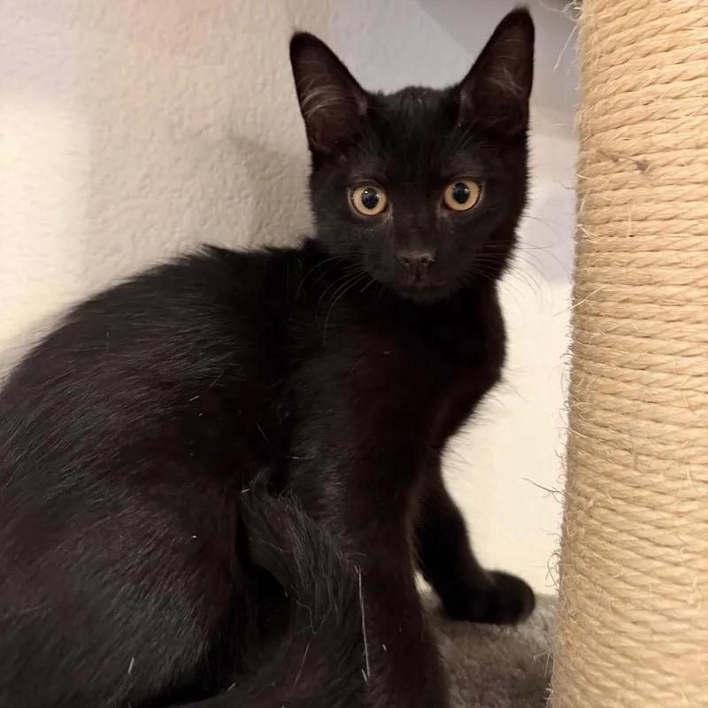 A baby small-sized male Black Domestic Short Hair cat named Chubb for adoption in Midland, TX