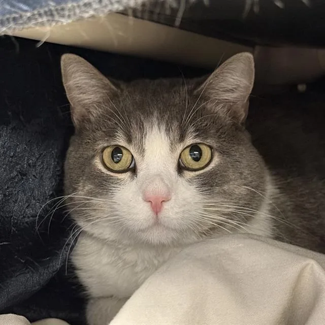 An adult medium-sized male Domestic Short Hair cat named Catty Cake for adoption in Las Vegas, NV
