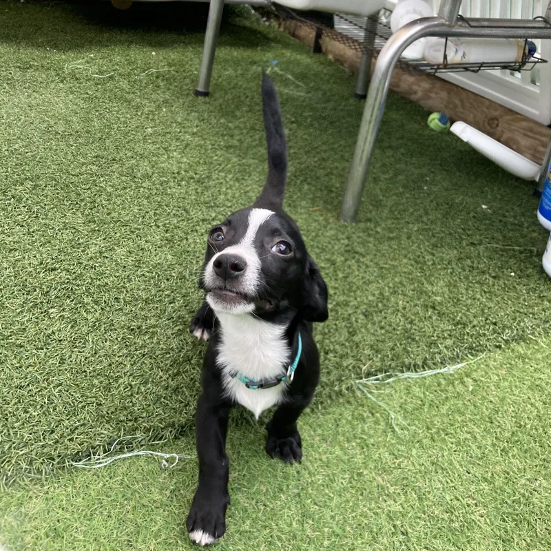 A baby small-sized male Black Chihuahua dog named Tiny Tim for adoption in Myakka City, FL