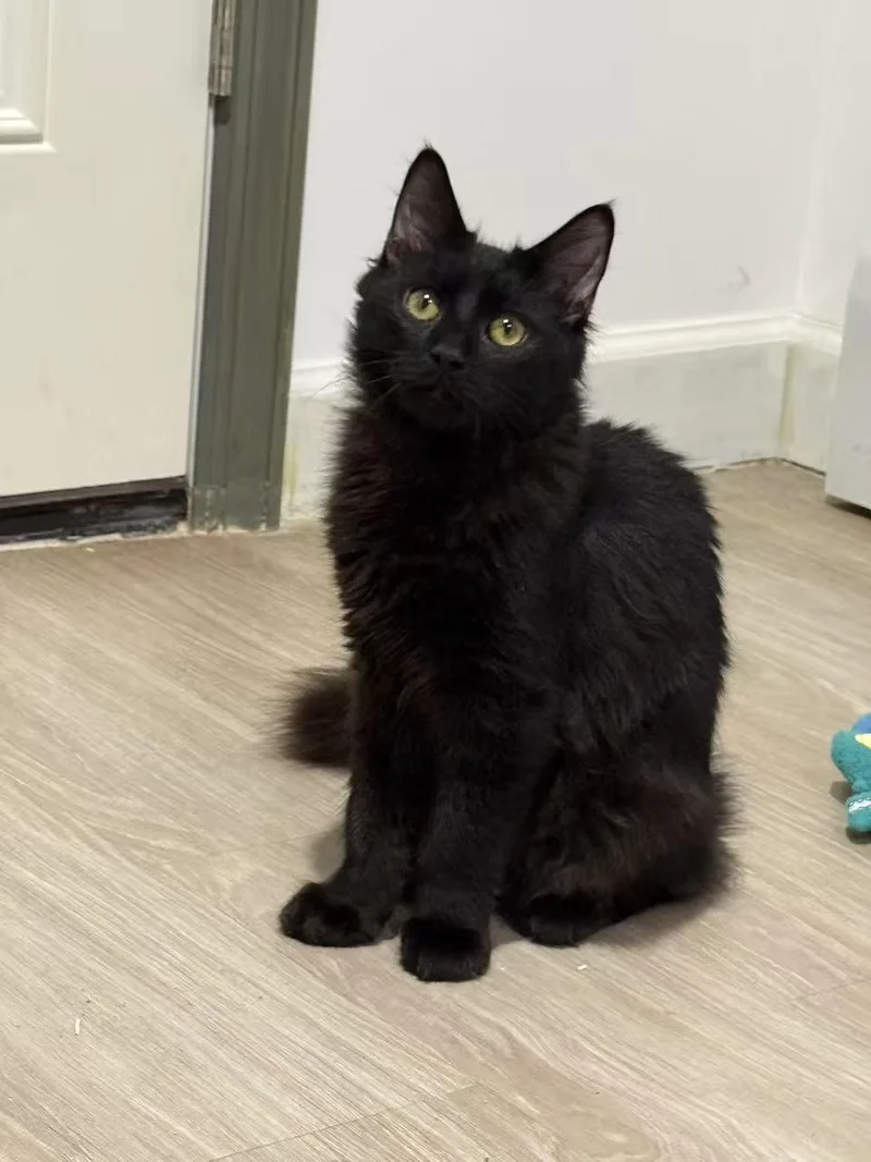 Oliver & Olivia thumbnail 2