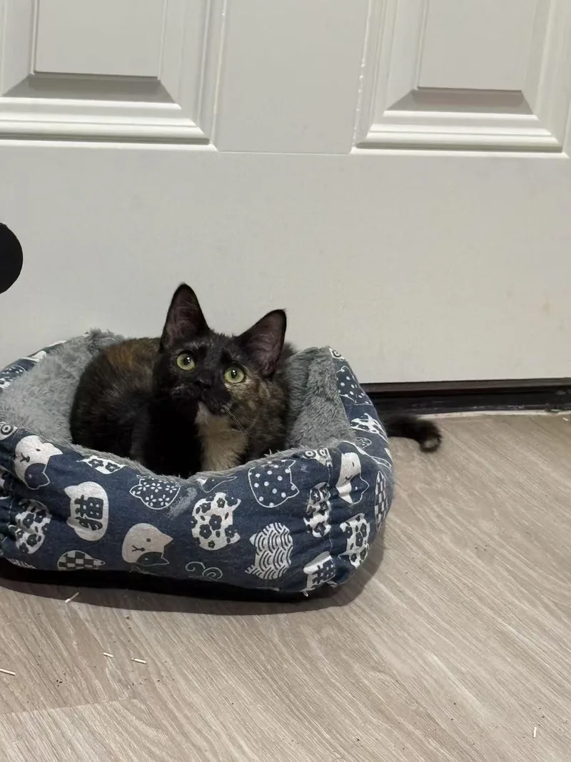 Oliver & Olivia thumbnail 3