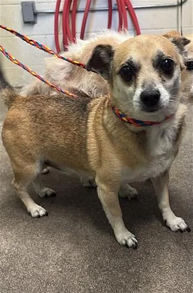An adult medium-sized male Chihuahua dog named Diesel for adoption in Sacramento, CA
