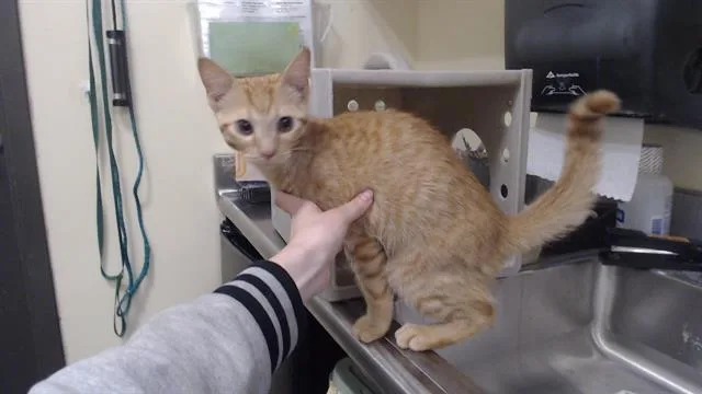 A baby small-sized male Domestic Short Hair cat named Mr Tornado for adoption in Denver, CO