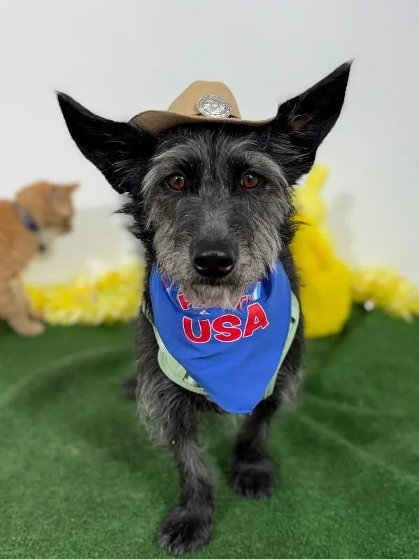 A young medium-sized female Black Scottish Deerhound dog named Olive for adoption in Carlsbad, CA