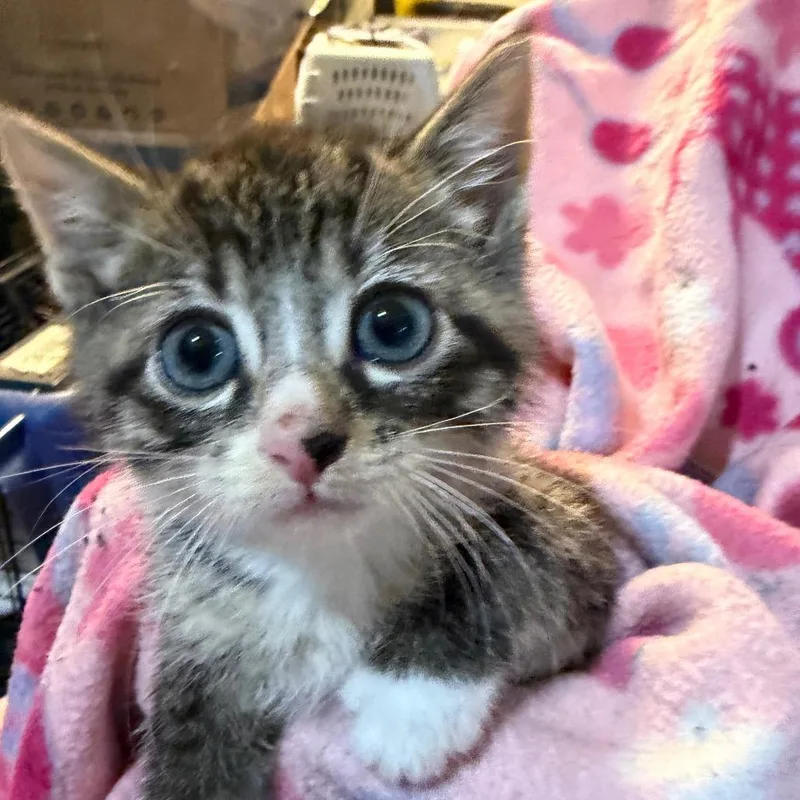 A baby small-sized male Brown / Chocolate Domestic Short Hair cat named Figaro for adoption in Waldorf, MD
