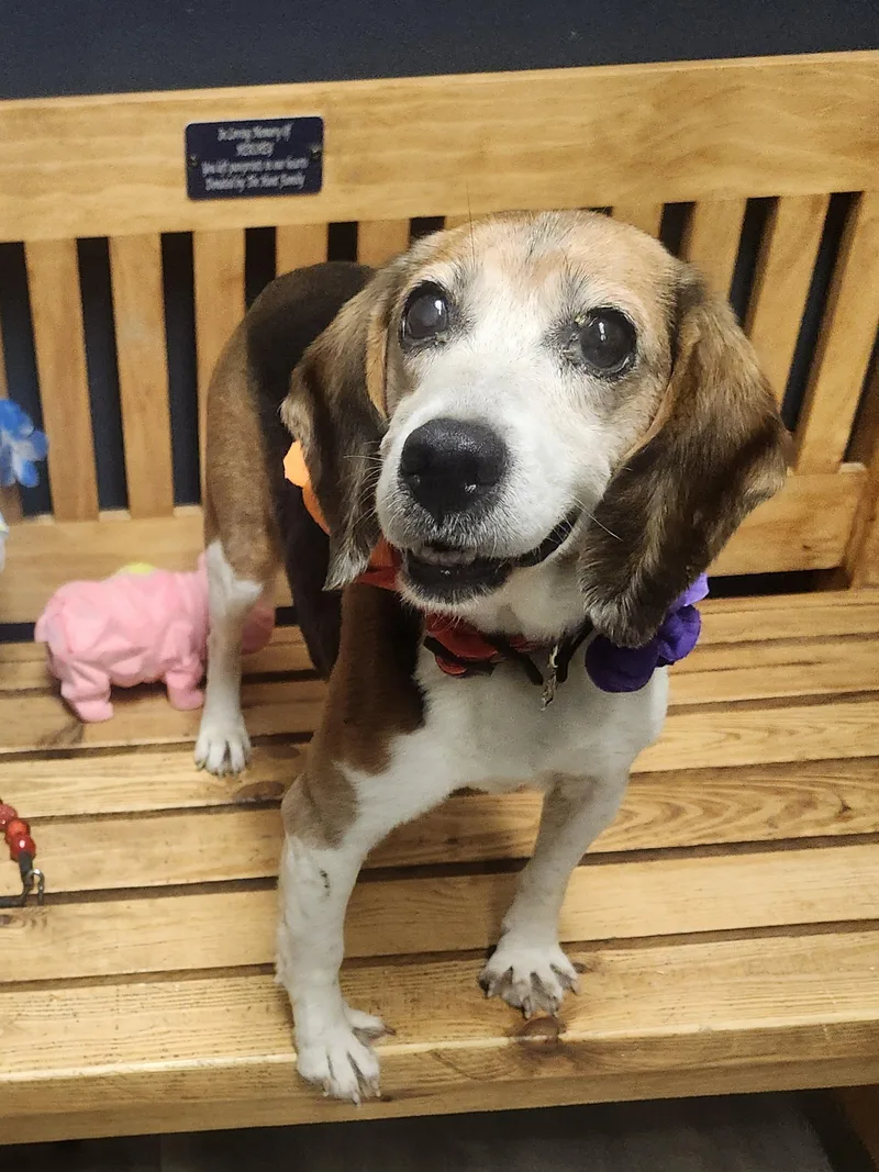An adult small-sized female Yellow / Tan / Blond / Fawn Beagle dog named Ramona for adoption in Mansfield, OH