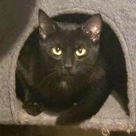 A baby small-sized male Black Domestic Short Hair cat named Clark for adoption in Pittsburgh, PA