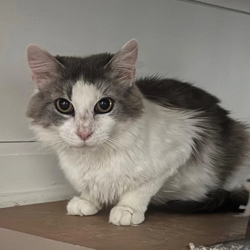 An adult small-sized female Gray / Blue / Silver Domestic Medium Hair cat named Spoon for adoption in Brownsboro, AL