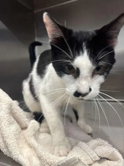 An adult medium-sized male Domestic Short Hair cat named Klaus for adoption in Lafayette, IN