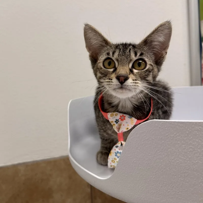 A baby small-sized female Torbie Domestic Short Hair cat named Grapefruit for adoption in Spokane, WA