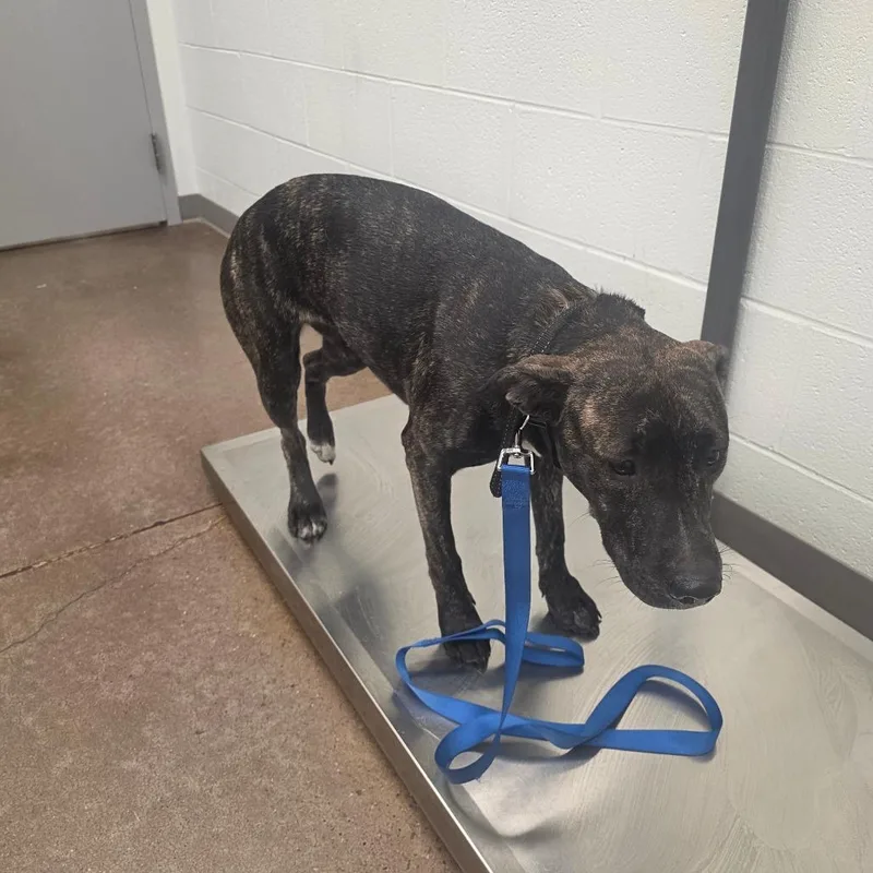 A young medium-sized female Brindle Great Dane dog named Samora for adoption in Chattanooga, TN
